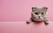 cat, love your pet day, banner, greeting card, social media, pink background