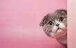cat, love your pet day, banner, greeting card, social media, pink background