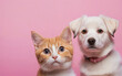 cat and dog, love your pet day, banner, greeting card, social media, pink background