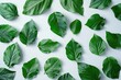 Fresh green leaves arranged on a white surface, suitable for various design projects