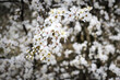 Pierwsze kwitnące krzaki na wiosnę.