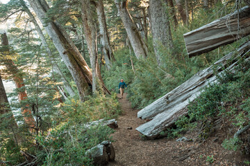 Sticker - Hike in the forest