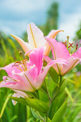 Wall Mural - Close up for pink lilies blooming in a summer garden