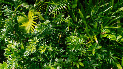  Green Leaves of Different Plants Background Texture in Nature