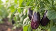 Growing eggplant harvest and producing vegetables cultivation. Concept of small eco green business organic farming gardening and healthy food