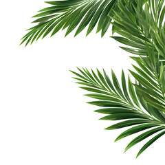  Vector watercolor palm leaves, coconut palm leaves, tropical leaves, variety, ornamental plants, banana leaves, transparent background