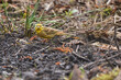 Trznadel, ptak wielkości wróbla z długim ogonem. Głowa żółta z czarnym rysunkiem. Wierzch brązowy, ciemno plamkowany, kuper rdzawobrązowy.