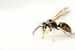 lone wasp against a white backdrop.Wasp Seen Alone Against a Clear Background
