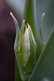 Fototapeta Dmuchawce - Zielony tulipan