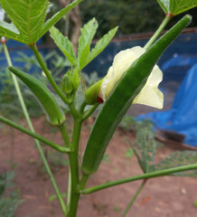 Wall Mural - Close up of fresh Bhindi, Lady Fingers,Okra green vegetable Abelmoschus Esculentus with flowers growing in the farm against nature background.