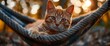 A contented ginger cat lounging in a hammock strung between two trees, with a gentle breeze rustling the leaves , Wallpaper Pictures, Background Hd