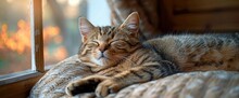 A Contented Tabby Cat Lounging On A Sun-warmed Porch Swing, With A Gentle Breeze Rustling The Curtains, Wallpaper Pictures, Background Hd