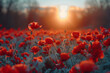 A beautiful red field of poppies with the sun rising behind it, creating a tranquil and vibrant scene.