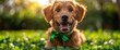 A happy Irish Wolfhound adorned with green ribbons, frolicking in a field of clovers on a sunny St Patrick's Day morning