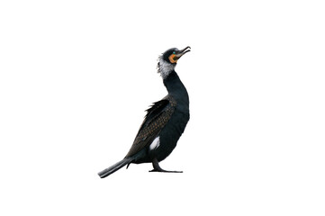 Poster - cormorant isolated on white background