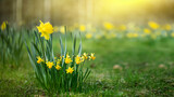 żonkile w parku, daffodils	