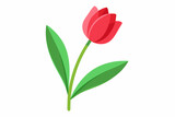 Fototapeta Tulipany - Tulip flower with stem and dark green leaves, vector illustration