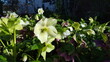Lenzrose Helleborus Pflanze blüht im Beet,
Sonnenlicht scheint auf die weiße große Blüte