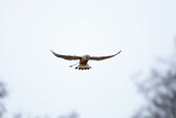 Fototapeta  - Pustułka (Falco tinnunculus)