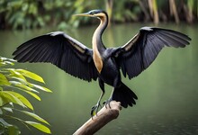 A Graceful Anhinga Bird Spreading Its Wings Wide As It Perches On A Branch By The Water's Edge, Embodying The Natural Elegance Of Avian Wildlife.