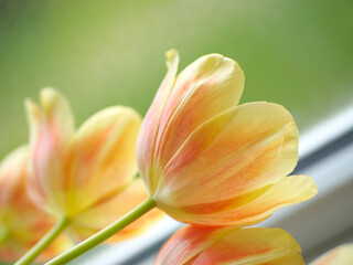 Poster - tulipes jaunes