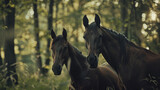 Fototapeta Konie - Portrait of two beautiful horses in a forest - Intimate and majestic portrait of a couple of horses blending among the trees in a serene forest