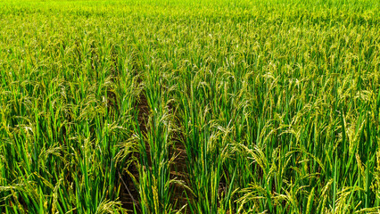 Wall Mural - Close up view of super green and fresh rice plants in Indonesian rice fields