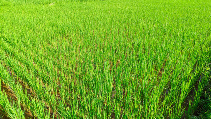 Wall Mural - Close up view of super green and fresh rice plants in Indonesian rice fields