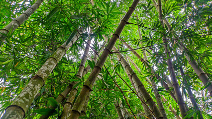 Wall Mural - Green bamboo trees in Indonesia grow abundantly, bamboo forests