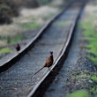Farbenfrohes Tier (Rebhuhn) auf alten Bahn-Gleisen einer stillgelegten, nostalgischen Bahnstrecke