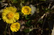 Yellow spring medicinal flowers Tussilago farfara on the grass