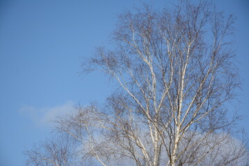 Wall Mural - Birch tree without leaves in early spring against a blue sky