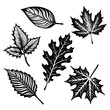 Variety of Leaves Illustration