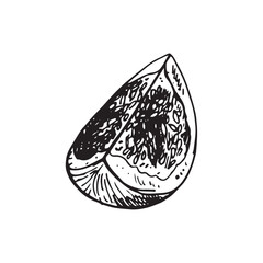 Wall Mural - Fig vector drawing. Hand drawn fruit and sliced piece. Summer food engraved style illustration. Detailed vegetarian sketch. Great for label, poster, print, menu