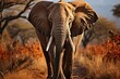 African elephant running through the water in a river in africa during a safari. Closeup of a big elephant in the jungle. Generative AI