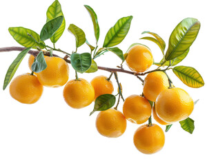 Wall Mural - A branch full of fresh ripe  oranges isolated on transparent background