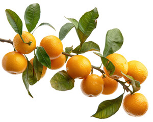 Wall Mural - A branch full of fresh ripe  oranges isolated on transparent background