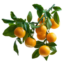 A branch full of fresh ripe  oranges isolated on transparent background