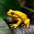 Yellow poison Phyllobates terriblis frog perched on vibrant green leaf, displaying its vibrant color against the backdrop of nature. Frog sits still, blending in perfectly with its surroundings.
