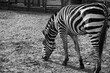 zebra eating grass