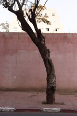 Wall Mural - tree in the park