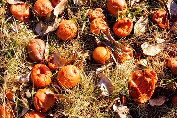 Close up View of old windfall Apples on the Ground