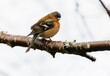 Male Eurasian or Common Chaffinch 