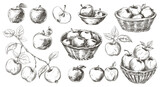 Fototapeta Dinusie - Apples collection. Sketch apple tree branch, fruits in baskets and bowl. Fresh vitamin food. Seasonal harvest, agriculture and farm market, vector elements