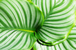 Natural pattern of abstract lines of bright green leaves of the Calathea Orbifolia plant, with delicate white stripes close-up.Photo wallpaper. The subtle beauty of unusual designs in the flora