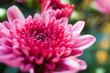 pinke Chrysantheme - Close up