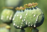 Fototapeta  - opium poppy heads with drops of opium milk latex