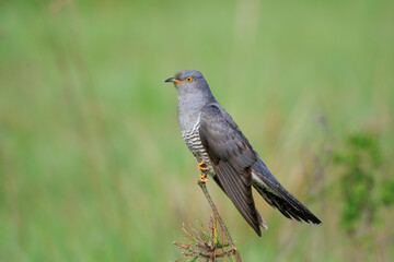Wall Mural - A male cuckoo on a stick on a beautiful green background