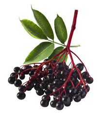 Wall Mural - Fresh ripe elderberry with green leaves falling in the air isolated on white background. Food levitating or zero gravity conception.