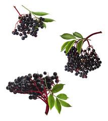 Wall Mural - Fresh ripe elderberry with green leaves falling in the air isolated on white background. Food levitating or zero gravity conception.